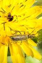 Flower_beetle.jpg