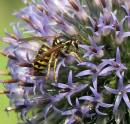Flowers_119_3_filtered.jpg