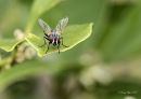 Fly_H_Nikon_D_600_Sig_105_2_8_Macro_ff_dif_20200513-DSC_7446_-_Copy.jpg