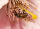 Fly_on_the_Blossom.jpg