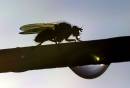 Fly_on_the_high_wire.jpg