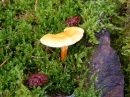 Forest-Litter.jpg
