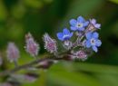 Forget-me-not1.jpg