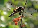 Four-spotted_chaser_0217s.jpg