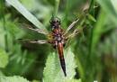 Four_Spotted_Chaser.jpg