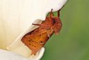 Fox_Moth.jpg