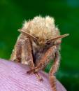 Fox_Moth_Macrothylacia_rubi1.jpg
