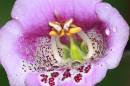 Foxglove11.jpg