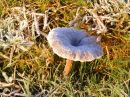 Frozen-Mushroom.jpg