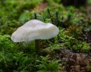 Fungi-1-2.jpg