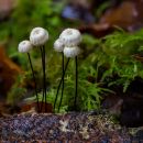 Fungi-11.jpg