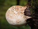 Fungi-12.jpg