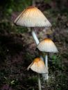 Fungi-13.jpg