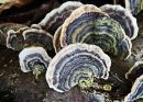 Fungus4.jpg