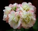 GERANIUM_.jpg