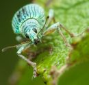 Garden_Predators-1.JPG