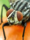 Garden_Predators-2.JPG