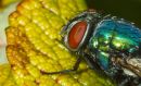 Garden_Predators-3.JPG