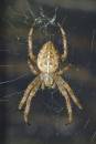 Garden_Spider1.jpg