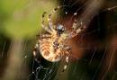 Garden_Spider2.jpg