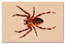 Garden_Spider_web.jpg