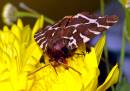 Garden_Tiger_Moth.jpg