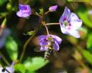 Garden_flies_2_071_edited-copy.jpg