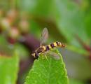 Garden_flies_s_041_edited-copy.jpg