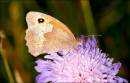 Gatekeeper_-_Pyronia_tithonus.jpg