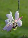 Gaura.jpg