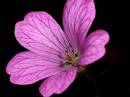 /gallery/data/514/thumbs/Geranium.jpg