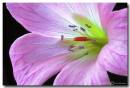 Geranium1.jpg