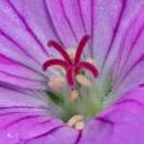 Geranium11.jpg