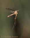 Gnat210507-007.jpg
