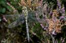 Golden-ringed_Dragonfly.jpg