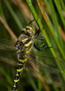 Golden_ringed_dragonfly-1.jpg