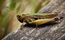 Grasshopper-1.jpg