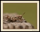 Grasshopper_N_600_Sigma_105_Macro_041916_8254.jpg