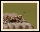 /gallery/data/514/thumbs/Grasshopper_N_600_Sigma_105_Macro_041916_8254.jpg