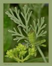 Grasshopper_N_D_600_Sig_105_HH_RF_062816_0023.jpg