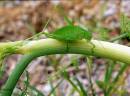 Great_Green_Bush_Cricket.jpg