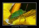 Green-Shield-Bug.jpg