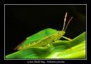 Green-Shield-Bug1.jpg