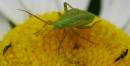 Green_Bug.jpg