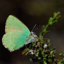 Green_Hairstreak-3-1.jpg