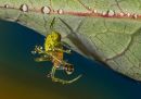 Green_Orb_Spider2.jpg