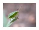 Green_Shield_Bug_02.jpg