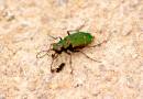 Green_Tiger_Beetle_001a.jpg