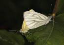 Green_Veined_White1.jpg