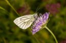 Green_Veined_White2.jpg